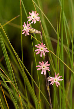 Image of Silene burchellii Otth ex DC.