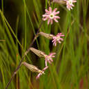 Image of Silene burchellii var. angustifolia Sond.