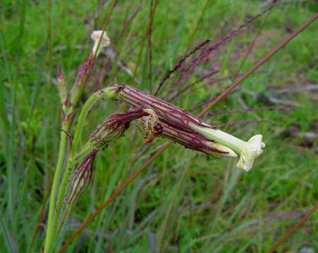 Imagem de Silene undulata Ait.