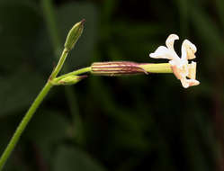 Image of Gunpowder plant