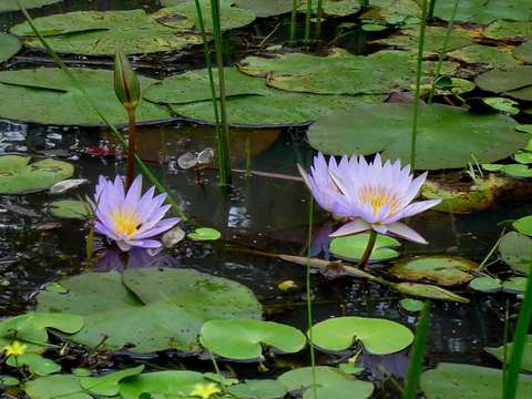 Image of blue star water-lily