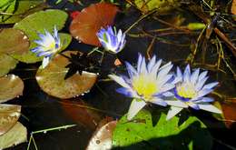 Image of blue star water-lily