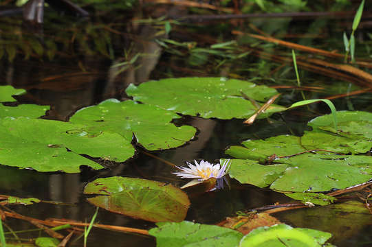 Image of blue star water-lily