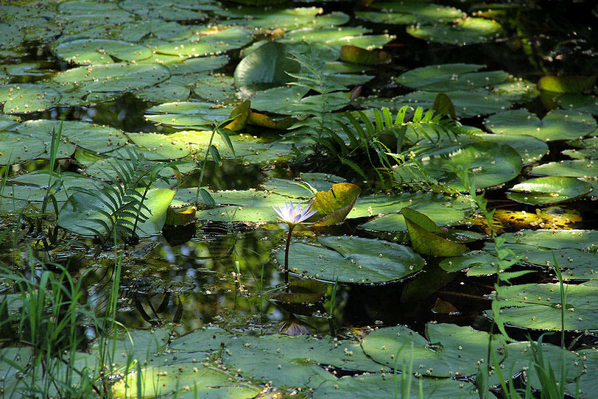 Image of blue star water-lily