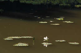 Image of blue star water-lily