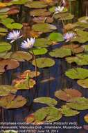 Image of Nymphaea nouchali var. petersiana (Klotzsch) Verdc.