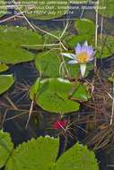 Image de Nymphaea nouchali var. petersiana (Klotzsch) Verdc.