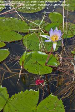 Image of Nymphaea nouchali var. petersiana (Klotzsch) Verdc.