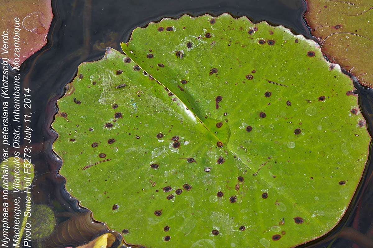 Image of Nymphaea nouchali var. petersiana (Klotzsch) Verdc.