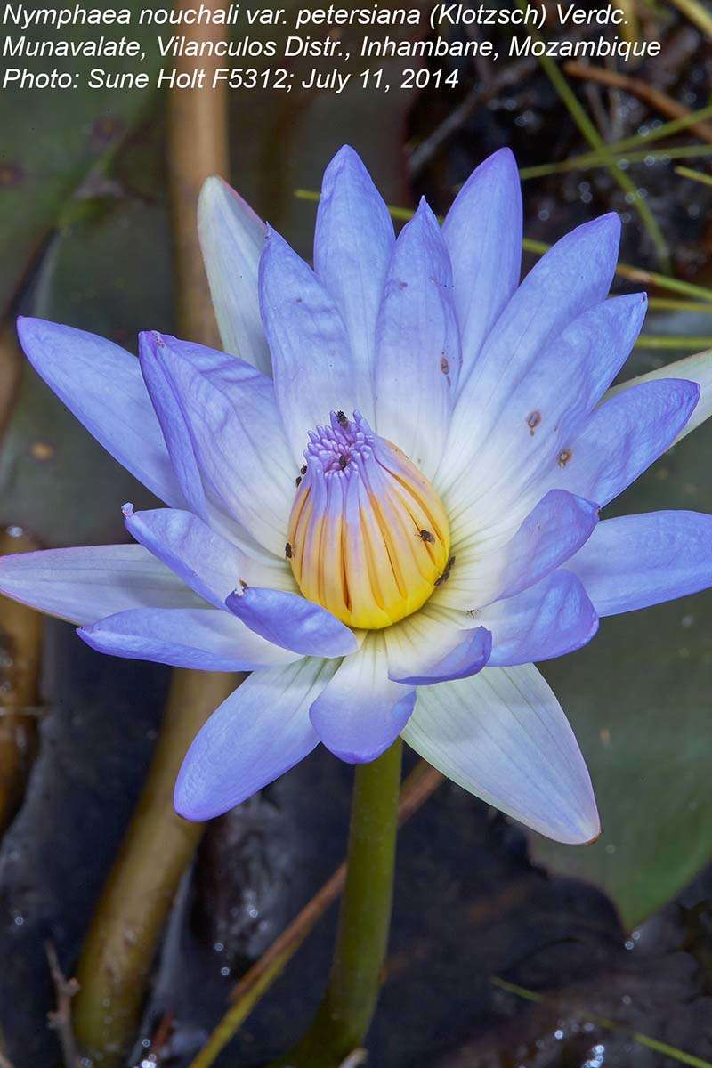 Image de Nymphaea nouchali var. petersiana (Klotzsch) Verdc.