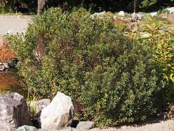 Image of Bog-myrtle