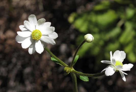 Image of Burnleafs