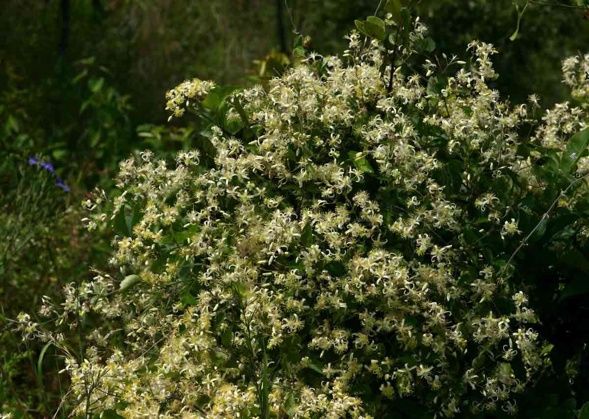 Sivun Clematis brachiata Thunb. kuva