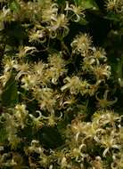 صورة Clematis brachiata Thunb.