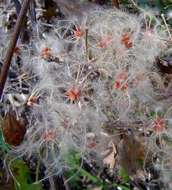 صورة Clematis brachiata Thunb.