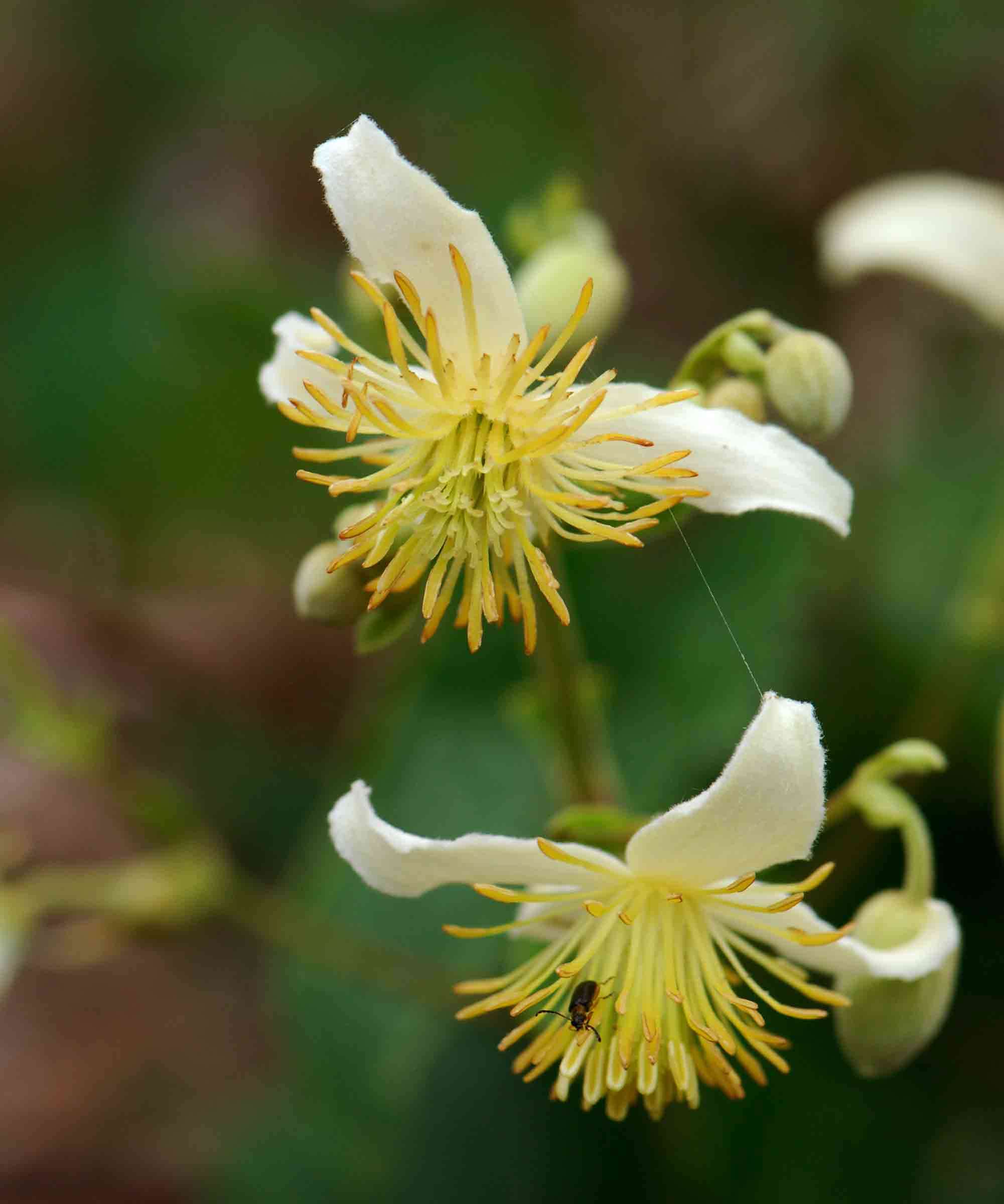 صورة Clematis brachiata Thunb.