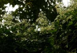 صورة Clematis brachiata Thunb.