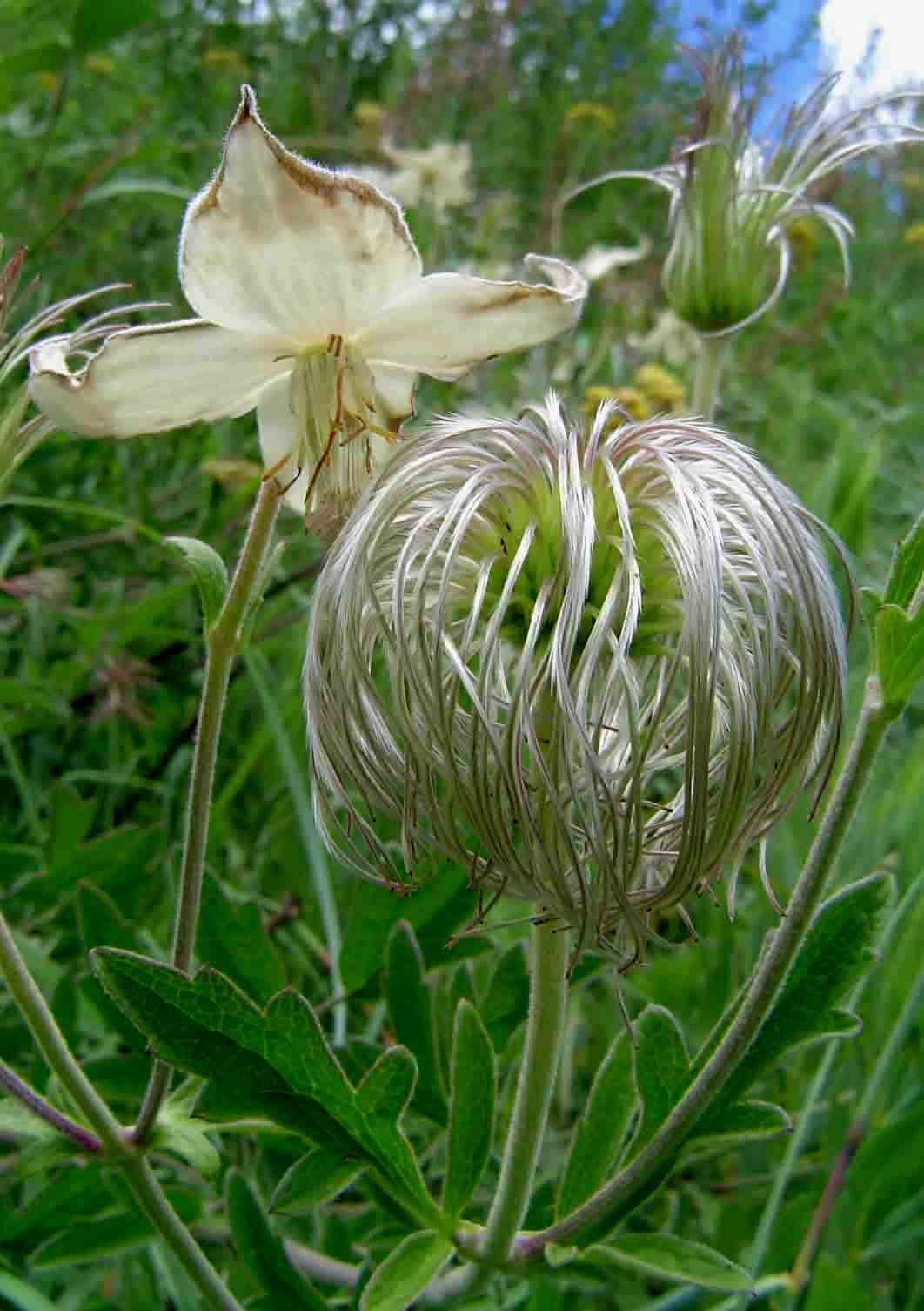 Image of Clematis villosa DC.