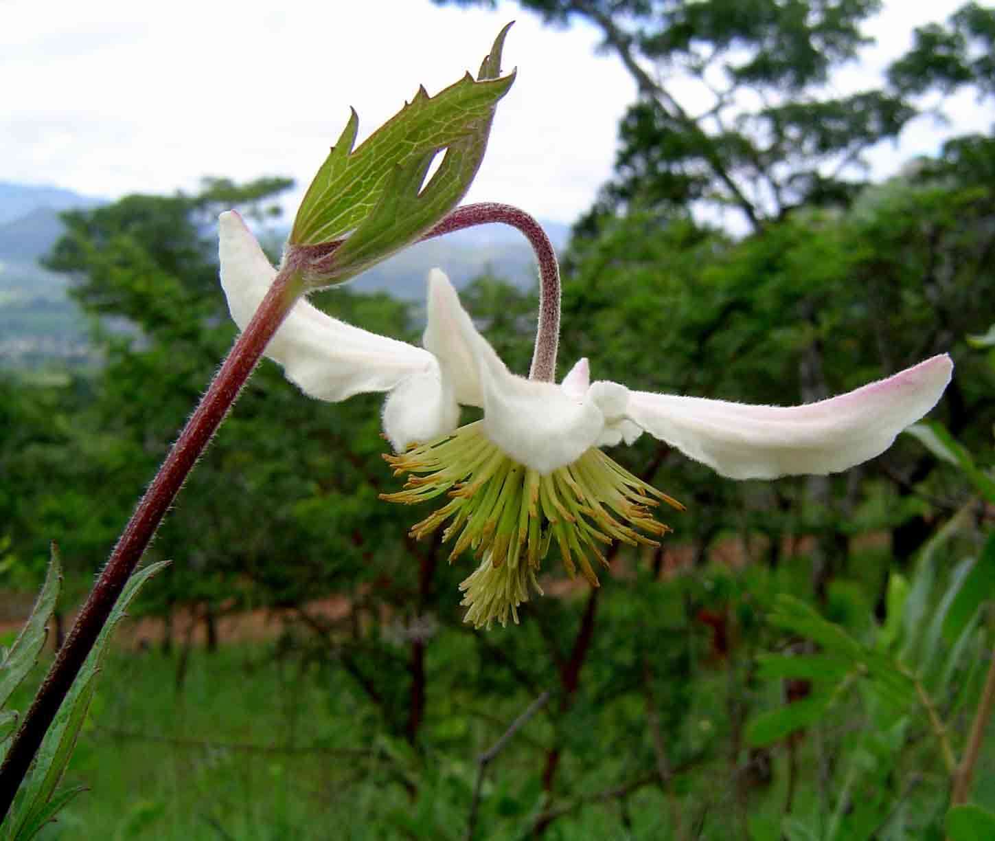 Image of Clematis villosa DC.