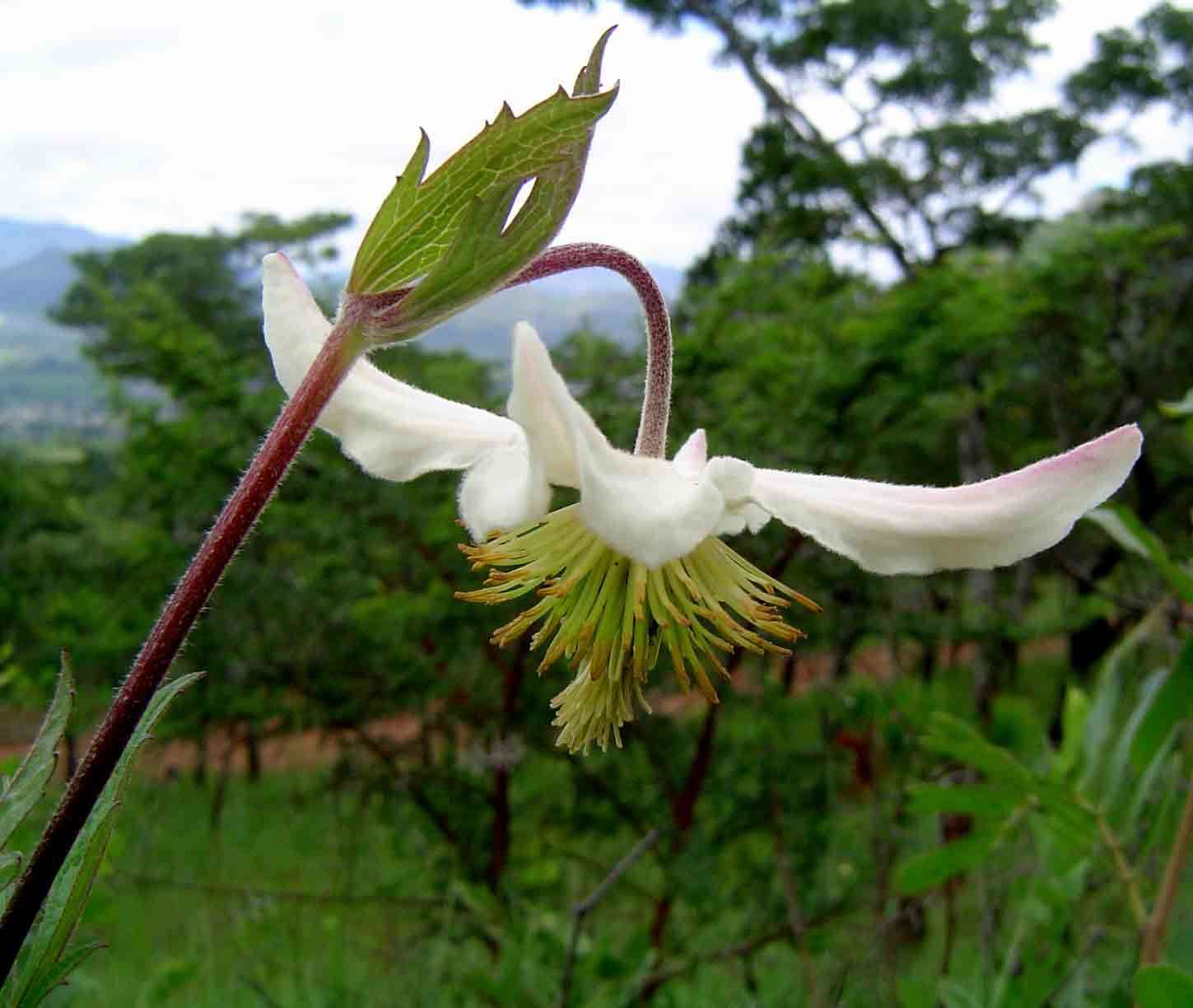 Image de Clematis villosa DC.