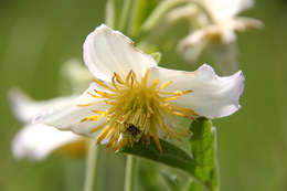 Image of Clematis villosa DC.