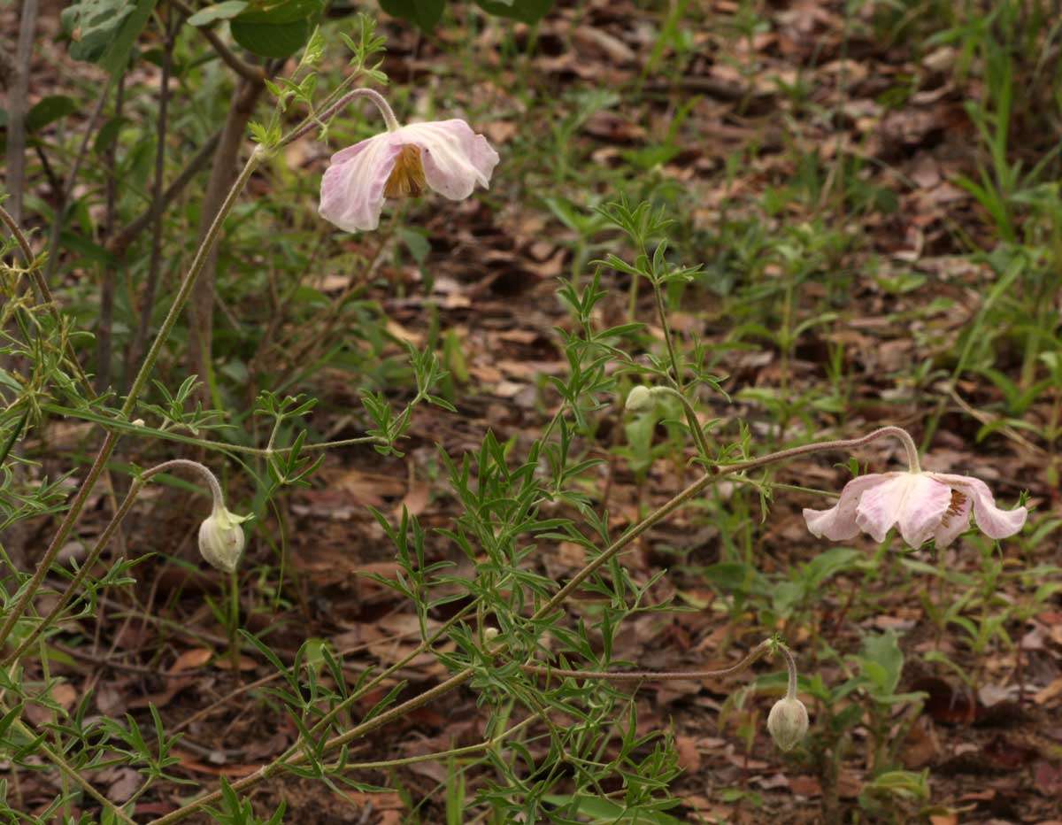 صورة Clematis villosa subsp. villosa