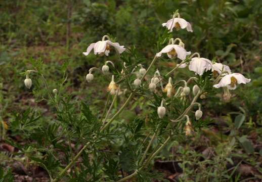 Imagem de Clematis villosa subsp. villosa