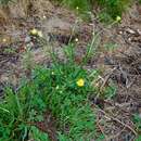 Image of African buttercup