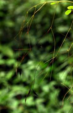 Image of False maidenhair