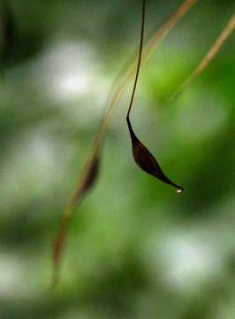 Image of False maidenhair