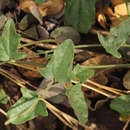 Image of Cocculus hirsutus (L.) Diels