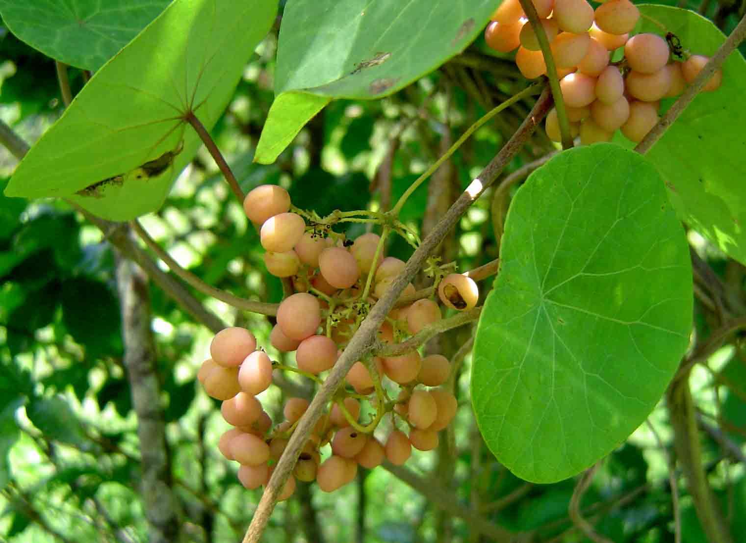 Image of <i>Stephania <i>abyssinica</i></i> (Quart.-Dill. & A. Rich.) Walp. var. abyssinica