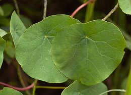 Image of <i>Stephania <i>abyssinica</i></i> (Quart.-Dill. & A. Rich.) Walp. var. abyssinica