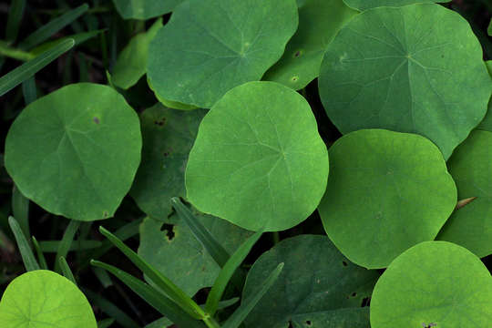 Image of <i>Stephania <i>abyssinica</i></i> (Quart.-Dill. & A. Rich.) Walp. var. abyssinica