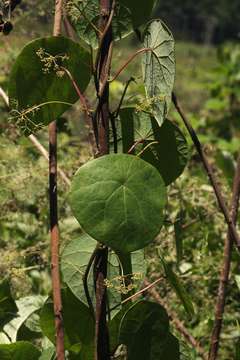 Image of <i>Stephania <i>abyssinica</i></i> (Quart.-Dill. & A. Rich.) Walp. var. abyssinica