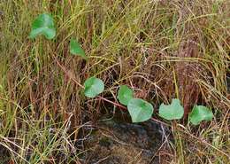 Image of <i>Stephania <i>abyssinica</i></i> (Quart.-Dill. & A. Rich.) Walp. var. abyssinica