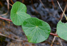 Image of <i>Stephania <i>abyssinica</i></i> (Quart.-Dill. & A. Rich.) Walp. var. abyssinica