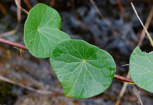 Image of <i>Stephania <i>abyssinica</i></i> (Quart.-Dill. & A. Rich.) Walp. var. abyssinica