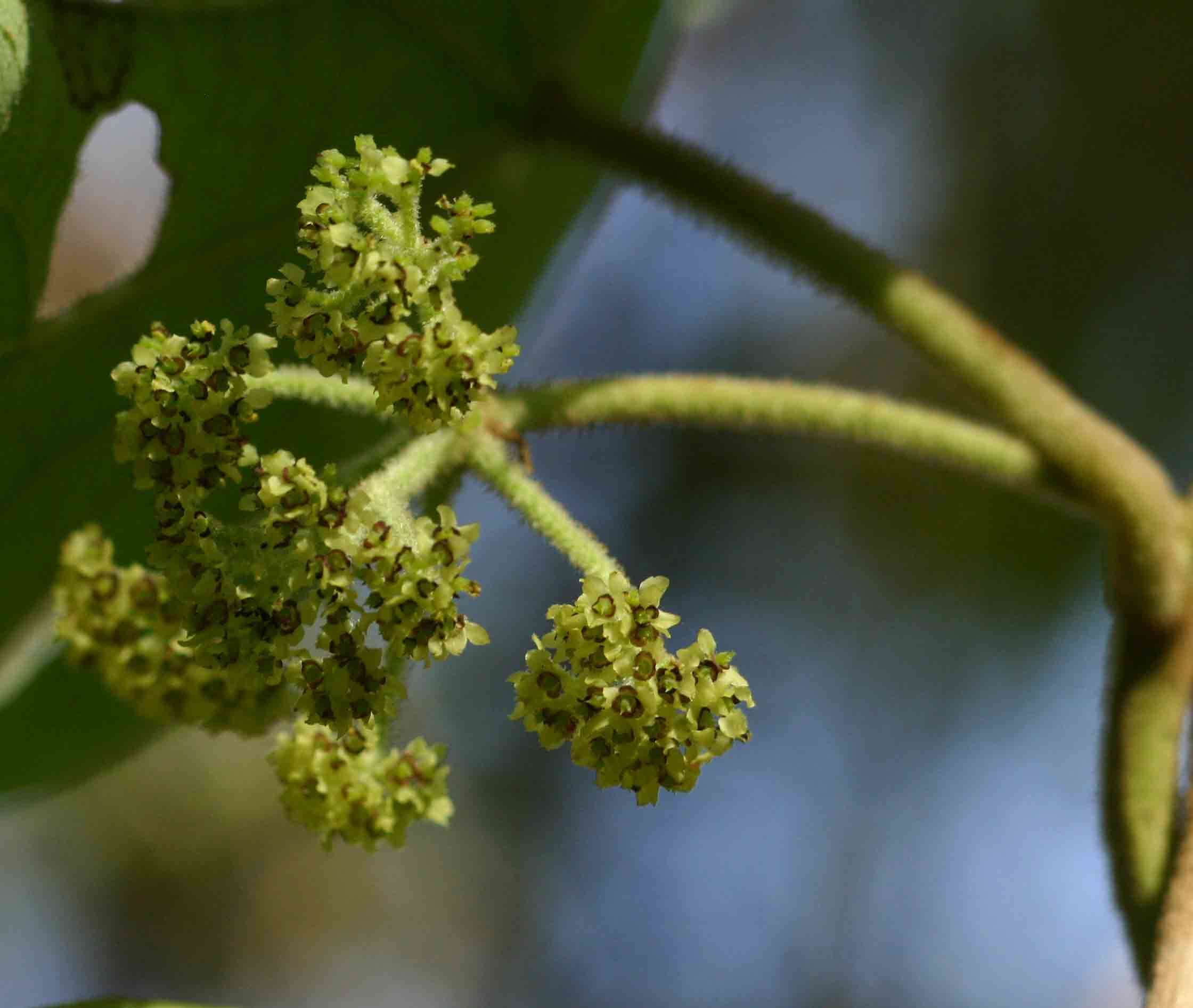 Image de Stephania abyssinica (Dill. & A. Rich.) Walp.