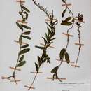Image of Antizoma angustifolia (Burch.) Miers ex Harv. & Sond.