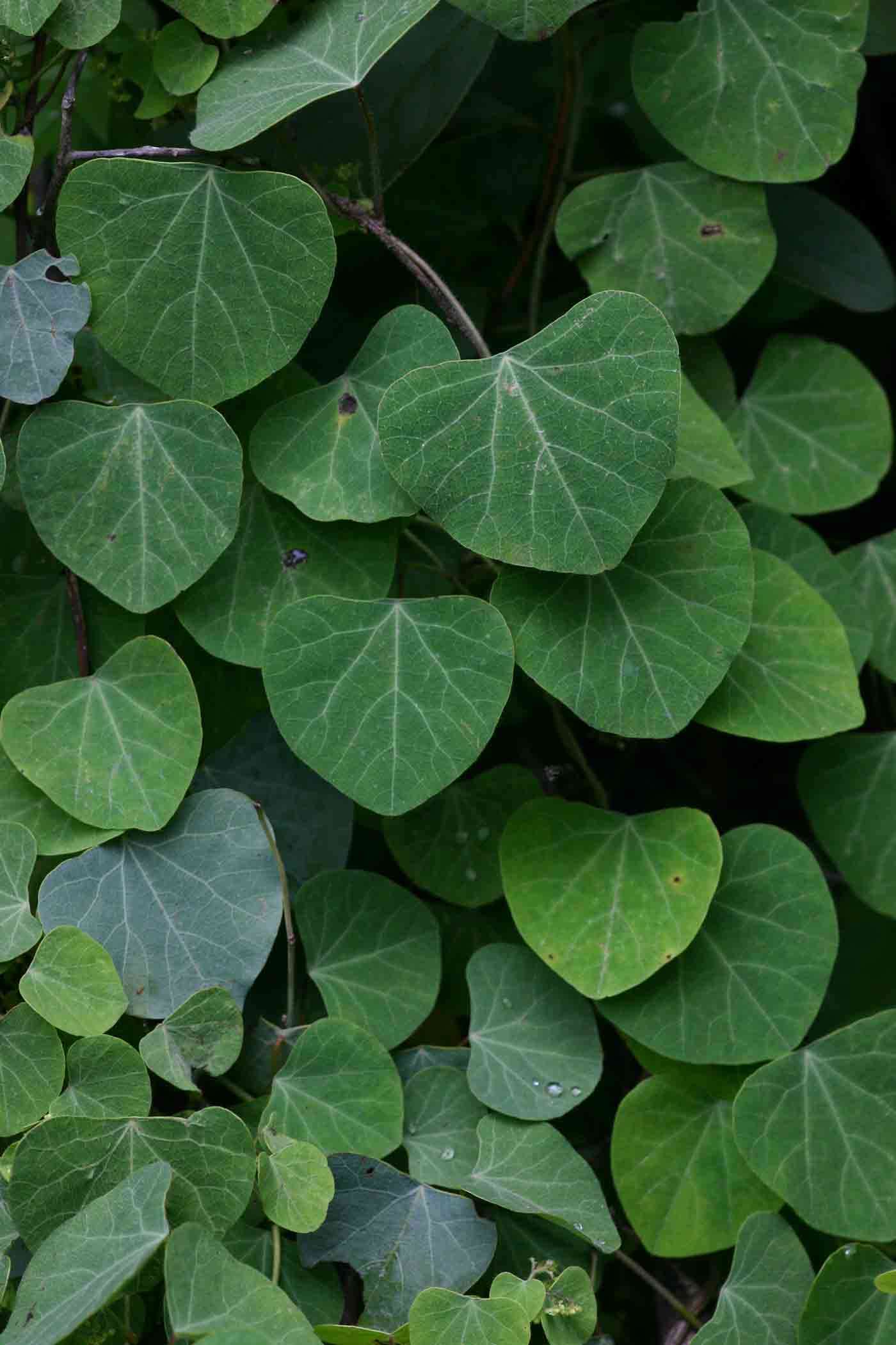 Image of Kidney-leaf