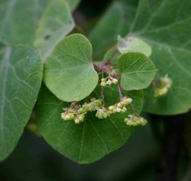 Image of Kidney-leaf