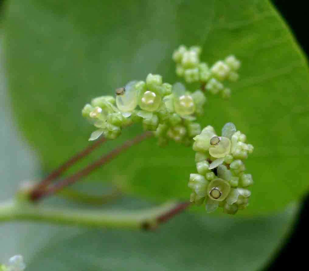 Image of Kidney-leaf