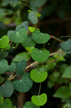 Image of Kidney-leaf