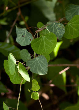 Image of Kidney-leaf