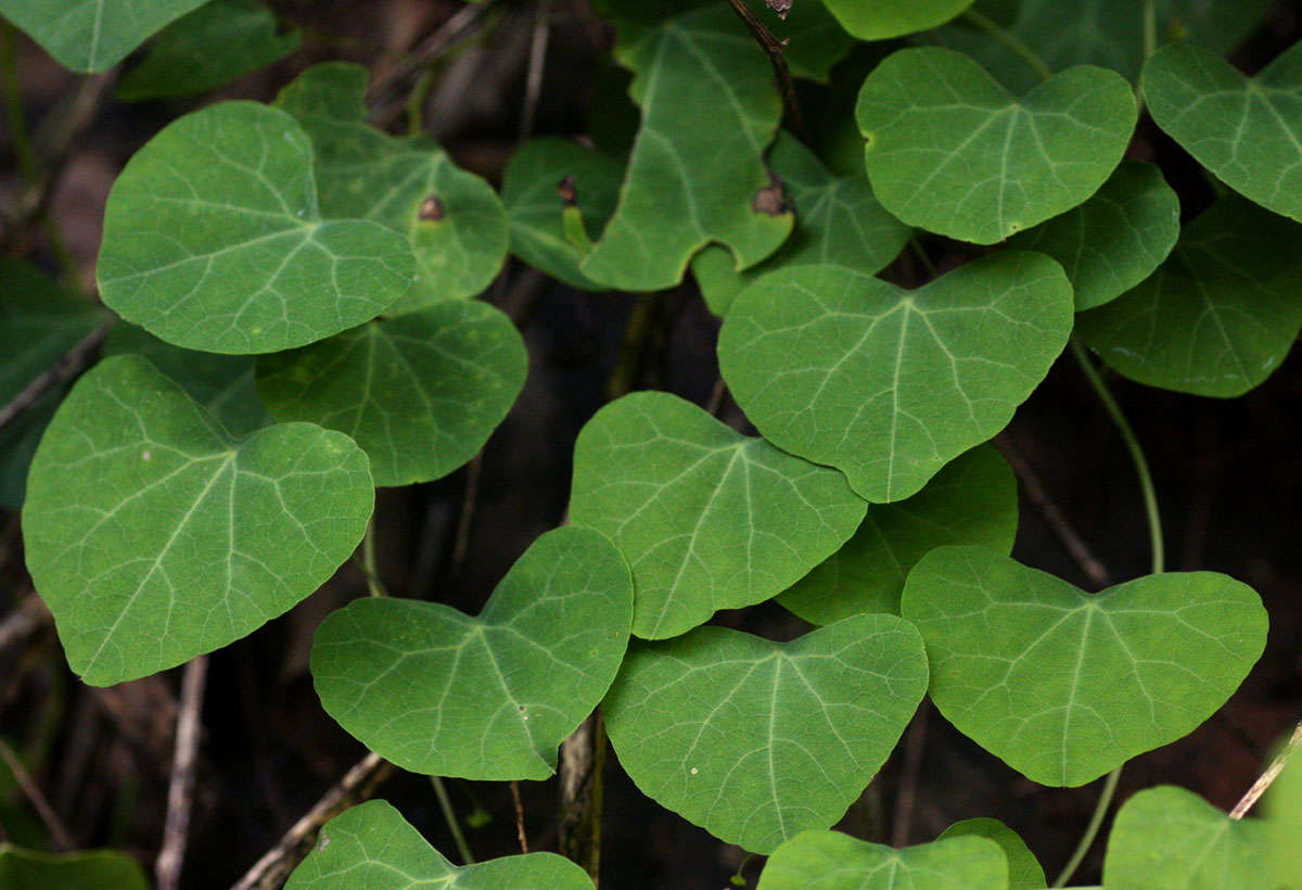 Image of Kidney-leaf