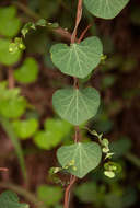 Image of Kidney-leaf