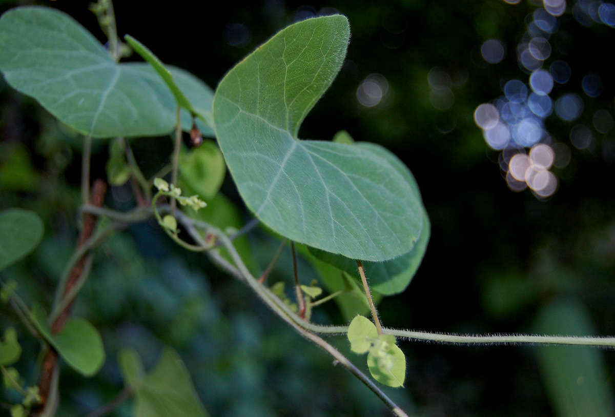 Image of Kidney-leaf