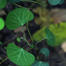 Image of Kidney-leaf