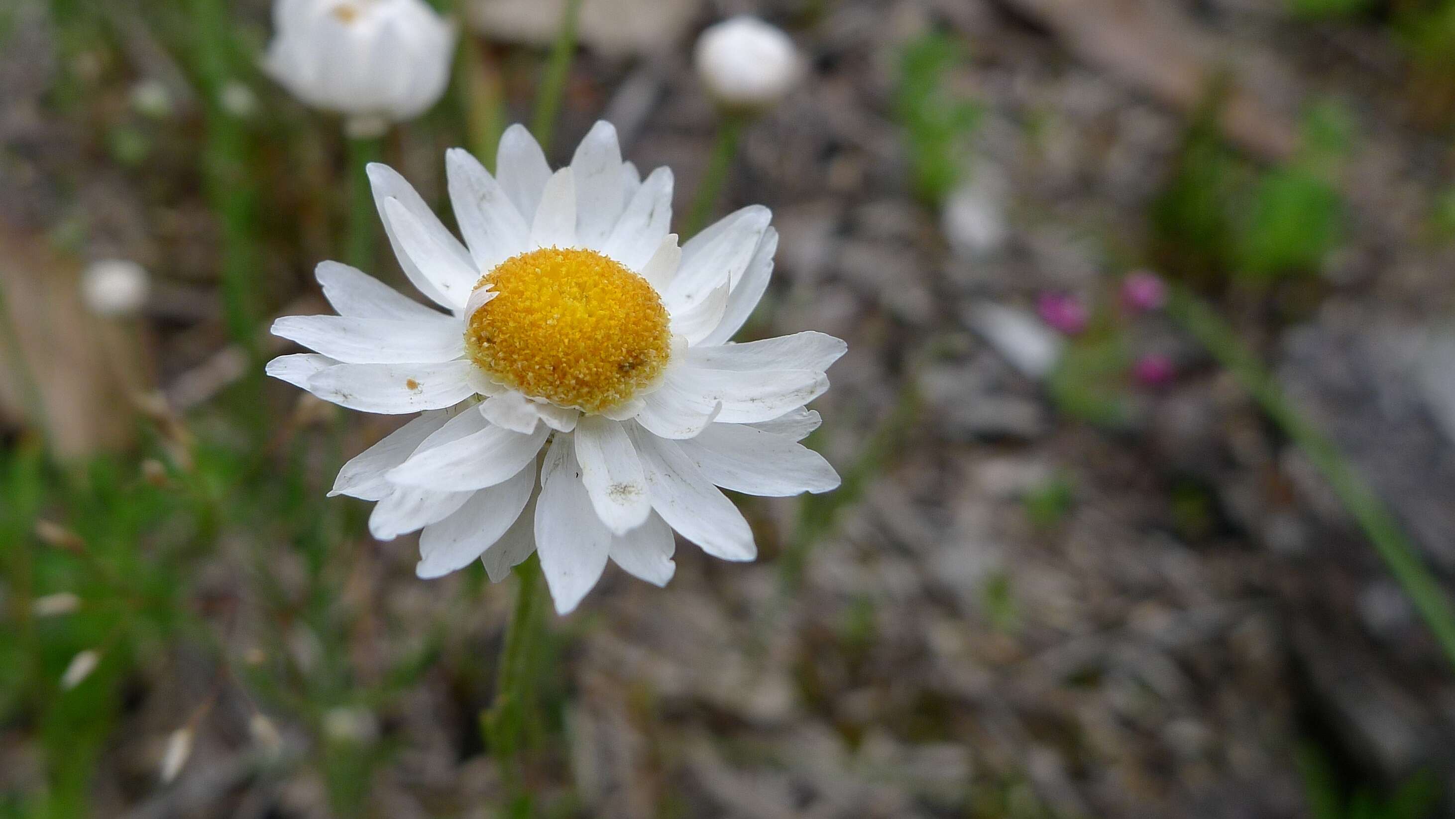 Image of Hyalosperma cotula (Benth.) P. G. Wilson